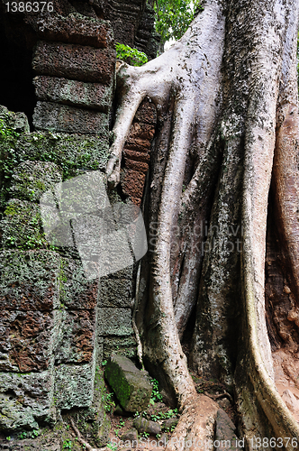 Image of Ta Prohm temple, Angkor, Cambodia