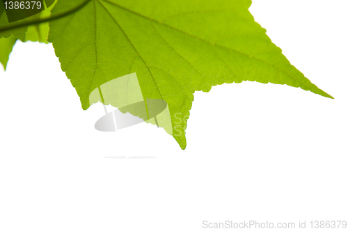 Image of Maple leaf isolated on white