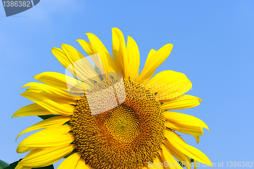 Image of Sunflower under blue sky