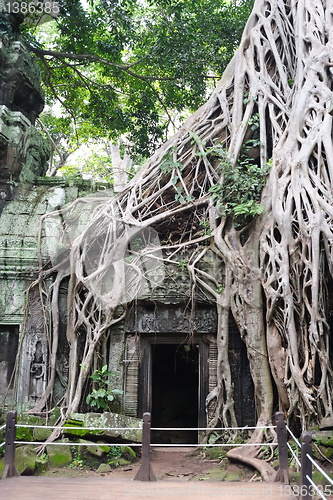 Image of Cambodia - Angkor - Ta Prohm temple