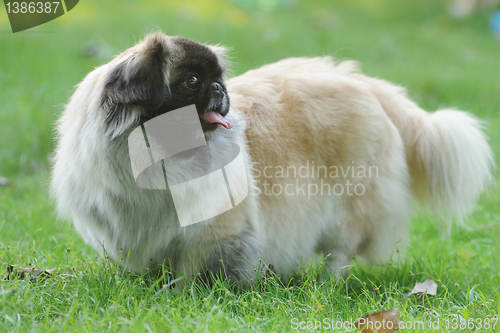 Image of Pekingese Dog lying on the lawn