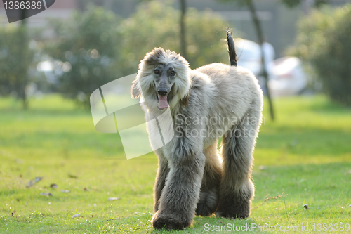 Image of Afghan hound dog walking