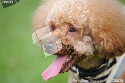 Image of Poodle dog portrait