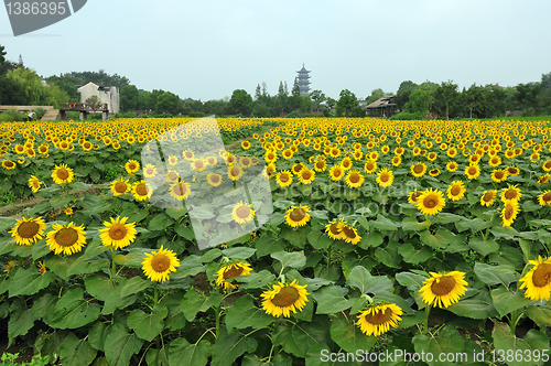 Image of China village near the sunflower field