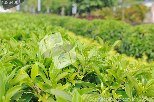 Image of Green tea trees