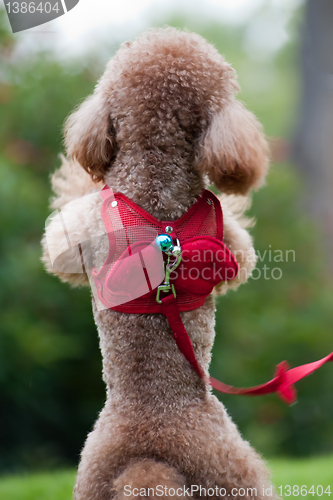 Image of Little poodle dog standing