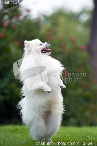 Image of White pomeranian dog