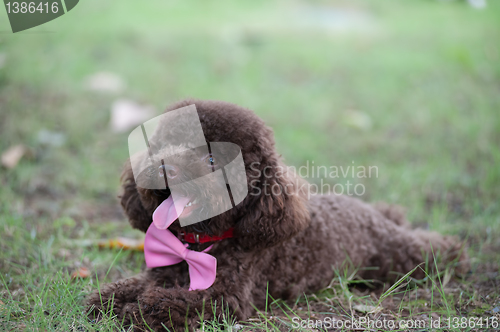 Image of Poodle dog