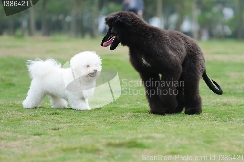 Image of Two dogs playing