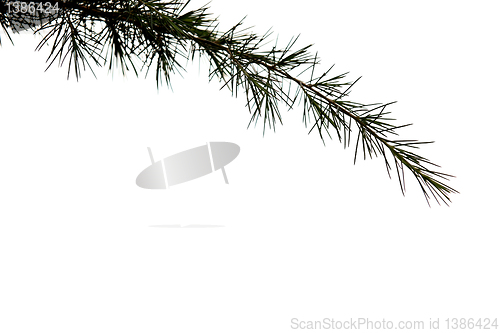 Image of Pine branch on white background