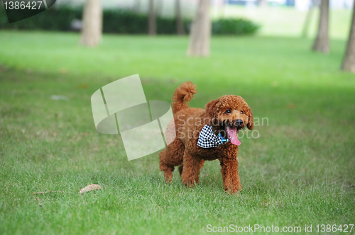 Image of Poodle dog running