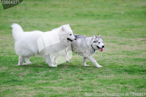 Image of Two dogs