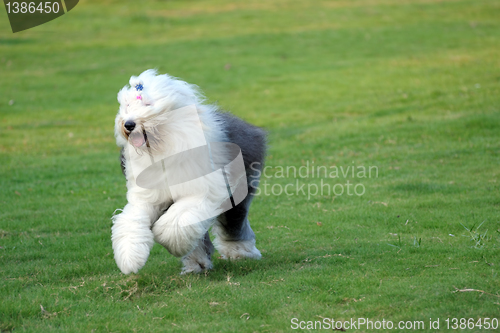 Image of Old English sheepdog