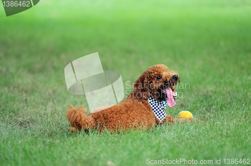 Image of Poodle dog