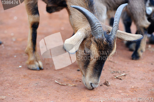 Image of Goat eating