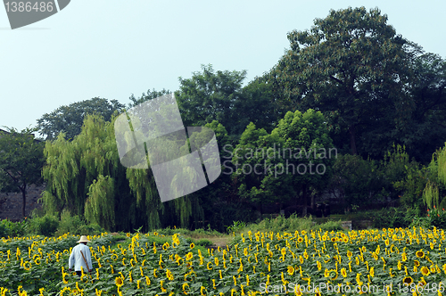 Image of Sunflower field