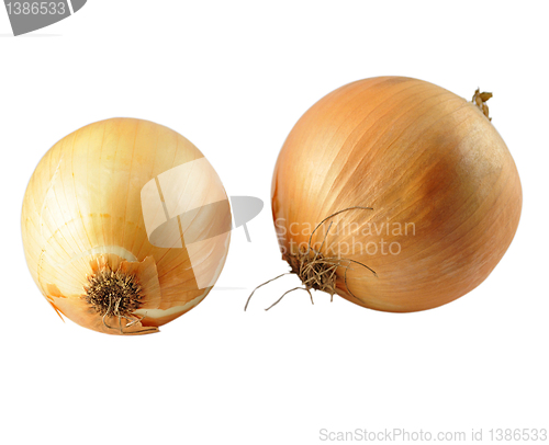 Image of onion