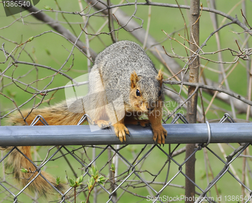 Image of fox squirrel 