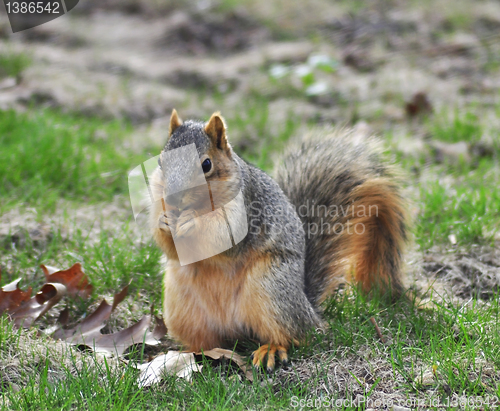 Image of fox squirrel