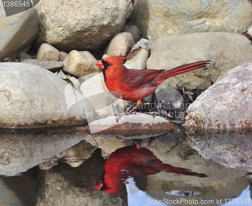 Image of Northern Cardinal