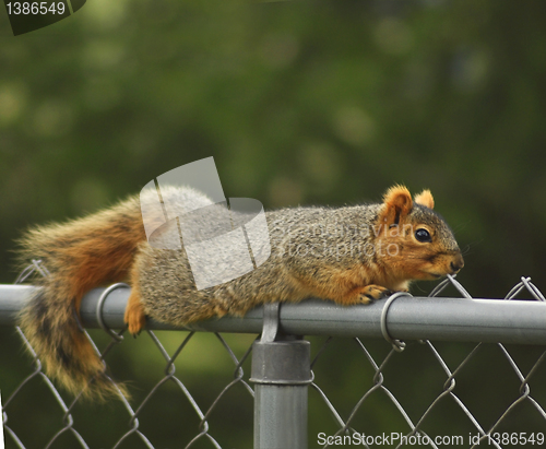 Image of fox squirrel