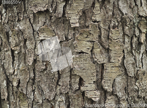 Image of tree bark 