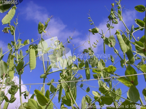 Image of Peas