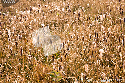 Image of Cane (autumn)