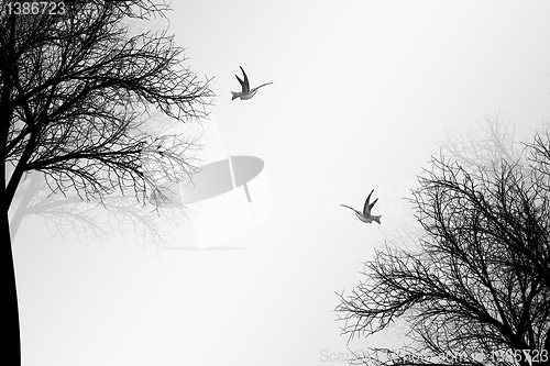 Image of Trees and birds