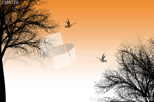 Image of Trees and birds