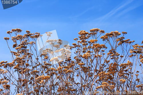 Image of Dried yarrow flowers