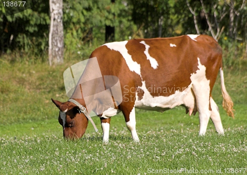 Image of Cow