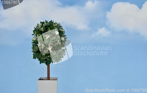 Image of plant with white flowers