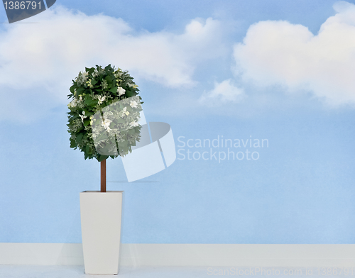 Image of plant with white flowers