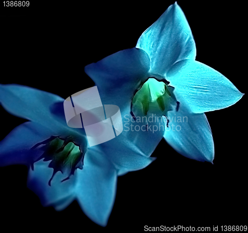 Image of Flowers.