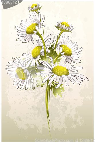 Image of Greeting card with a camomile