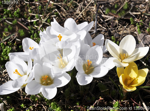 Image of spring crocus flowers