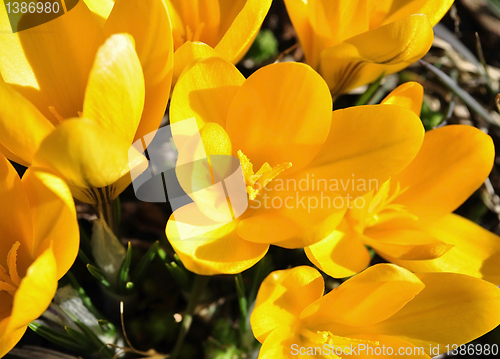 Image of spring flowers