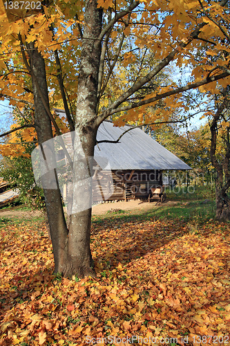 Image of autumn tree near old barn