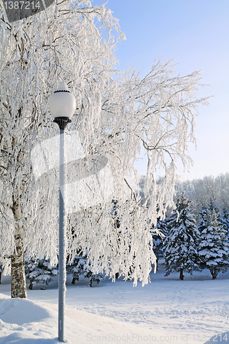 Image of town torch near snow tree
