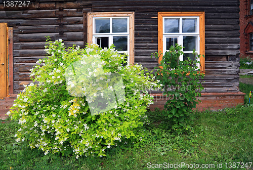 Image of flowering bush near wall of the wooden building