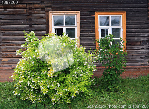 Image of flowering bush near wooden building