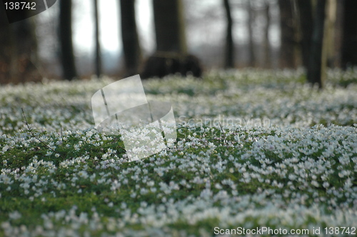 Image of Anemone