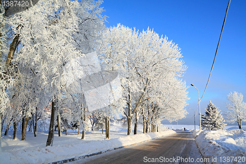 Image of tree in snow near roads