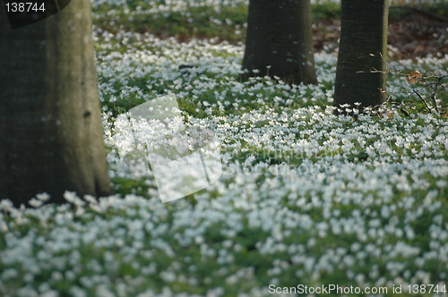 Image of Anemone