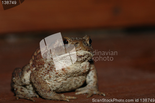 Image of Frog