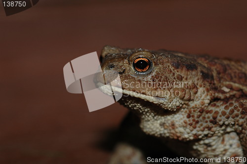 Image of Frog