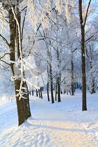 Image of snow lane in winter park