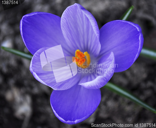 Image of crocus flower