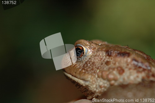 Image of Frog